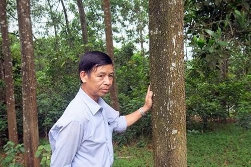 Nguyên Bí thư, Chủ tịch UBND xã bị khởi tố vì kêu người phá rừng trồng của người khác