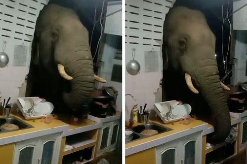 Voi đập phá tường nhà dân để kiếm đồ ăn ở Ấn Độ