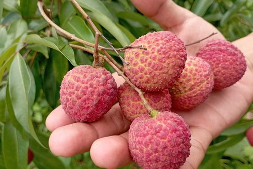 Bắc Giang sẽ nhân rộng trồng vải thiều không hạt