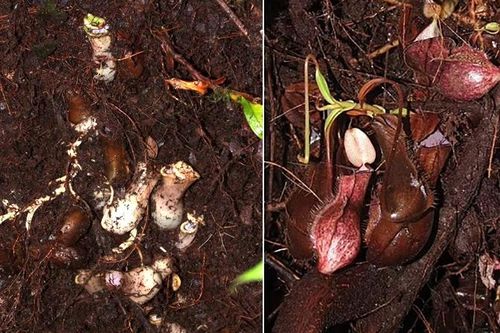 Phát hiện loài cây ăn thịt kỳ lạ