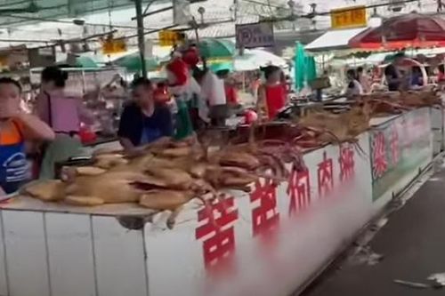 Giải cứu hàng trăm con chó đang được đưa đến lễ hội thịt chó lớn nhất Trung Quốc