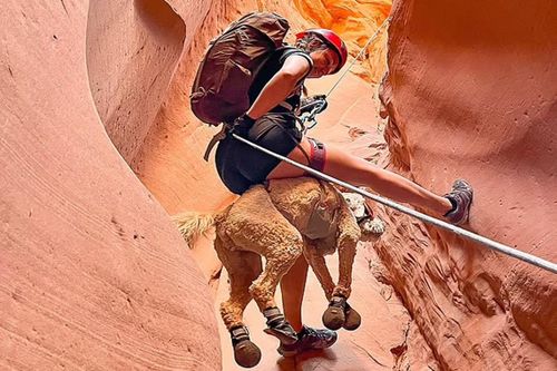 Chú chó nổi tiếng với những cuộc phiêu lưu mạo hiểm
