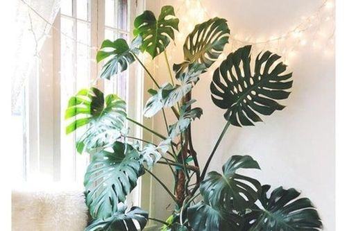 4 cây cảnh kích thước lớn mang thịnh vượng, may mắn cho gia chủ