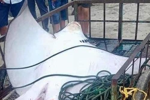 Ngư dân bắt được cá đuối 'khủng', dài 2 mét trên biển Cù Lao Chàm