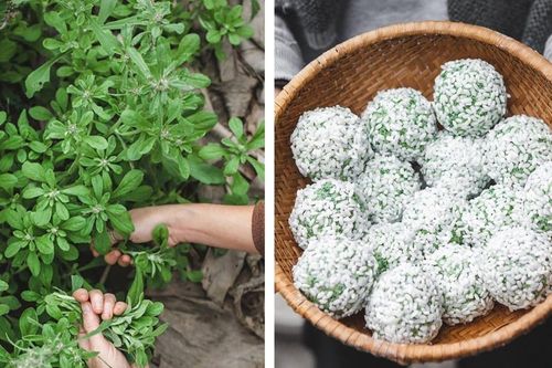 Loại rau quen thuộc làm xôi khúc, ngày trước mọc dại bây giờ thành đặc sản 500.000 đồng/kg
