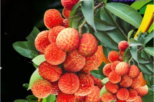 Bất chấp cước phí cao, vải Việt Nam cấp tập bay đến Australia