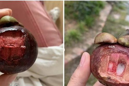 Một người Trung Quốc kêu trời vì măng cụt 'vừa đắt vừa đắng', hóa ra có cách ăn quá bất ngờ