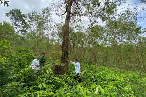 Ngang nhiên chặt phá lim, san lấp rừng quốc gia Tam Đảo