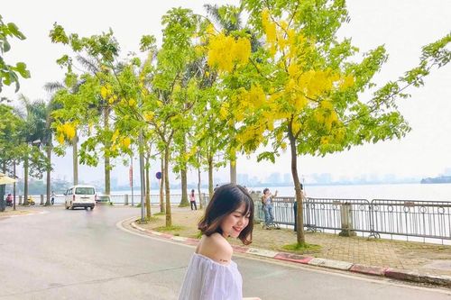 Muồng hoàng yến nhuộm vàng hồ Tây, tọa độ check-in mới của giới trẻ