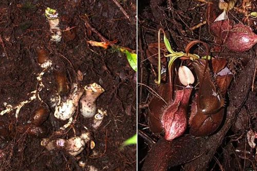 Phát hiện 'quái vật' ăn thịt ẩn sâu trong lòng đất, chuyên gia sửng sốt