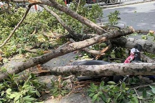 Cành cây bị gãy rơi trúng ba người ở TP HCM