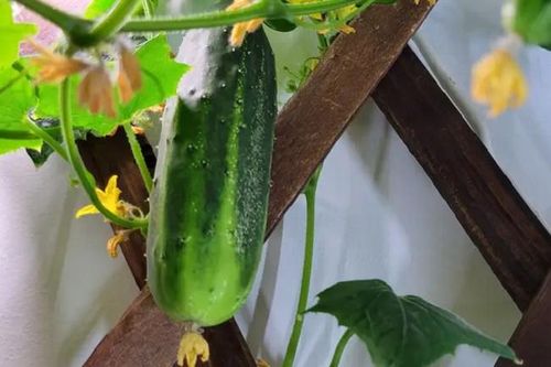 Những người tự trồng rau củ để đối phó với 'bão giá' thực phẩm