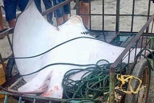 Cá đuối 'khủng' dài hơn 2m mắc lưới, ngư dân 'khổ sở vật lộn' mới đưa được vào bờ