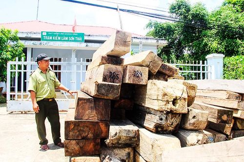 Nạn phá rừng vẫn diễn biến phức tạp