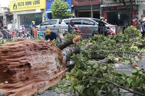 Chết lặng đứng nhìn cành cây 10m gãy rơi trùm xuống người