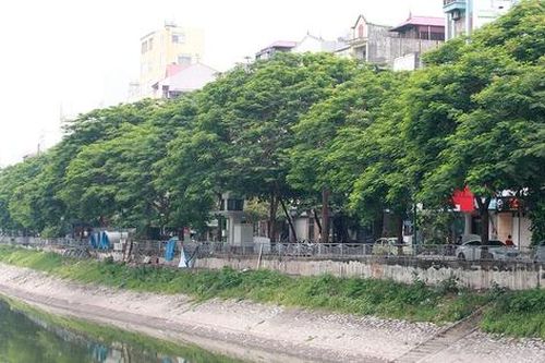 Vì sao phượng vĩ Hà Nội không thể nở hoa?