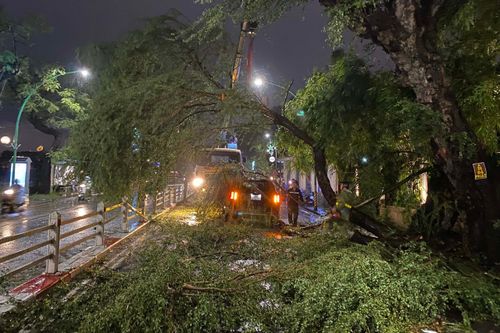 Cây đổ trúng ôtô tiền tỷ tại Hà Nội sau cơn mưa lớn