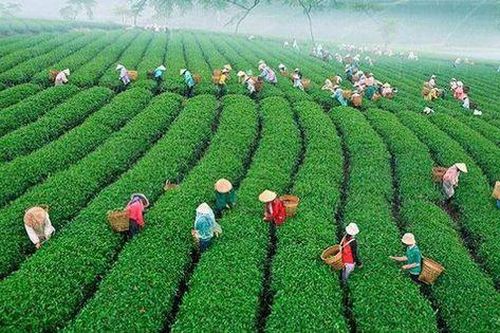 Thương nhân hoạt động tại vùng khó khăn có thể được vay tới 1 tỷ đồng
