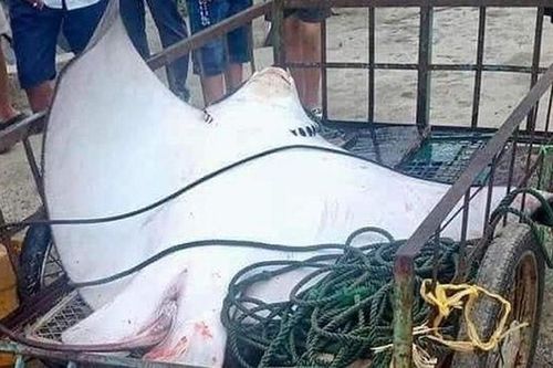 Soi cá đuối 'khủng' nhất trước tới nay sa lưới ngư dân Cù Lao Chàm