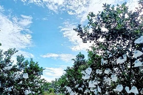 Nắng nóng, nông dân xoay xở đủ cách cấp nước cho cây trồng 'bạc triệu'
