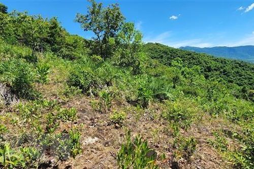 Vụ phá rừng tại huyện Phù Mỹ: Xã buông lỏng quản lý để dân lấn chiếm