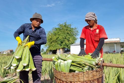Nha đam Ninh Thuận hút hàng mùa nắng nóng, giá tăng gấp đôi