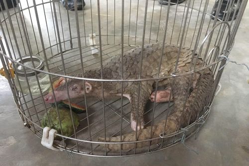 Ninh Bình: Vườn Quốc gia Cúc Phương tiếp nhận 1 cá thể tê tê Java