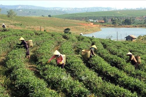 Lâm Đồng: Phấn đấu nâng thu nhập đầu người vùng dân tộc thiểu số lên 84 - 87 triệu đồng