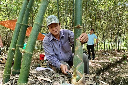Hiệu quả mô hình trồng tre Đài Loan lấy măng