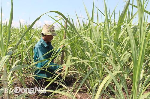 Diện tích đất mía 'teo tóp' dần