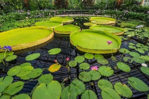 Một loài hoa súng khổng lồ mới được phát hiện ở London
