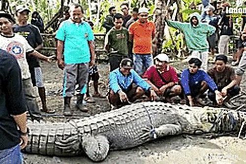 Dùng dây thừng bắt sống cá sấu dài 4,3 m ở Indonesia