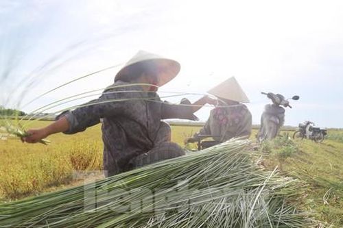 'Mót' cói giữa trưa nắng nóng kiếm nửa triệu đồng mỗi ngày