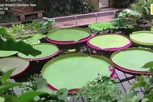 Chiêm ngưỡng loài hoa súng mới lớn nhất thế giới, lá rộng hơn 3 mét