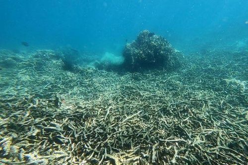 Tạm dừng hoạt động du lịch lặn biển để cứu san hô ở vịnh Nha Trang