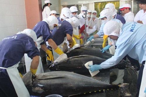 Doanh nghiệp cá ngừ gặp khó về quy tắc xuất xứ hàng hóa