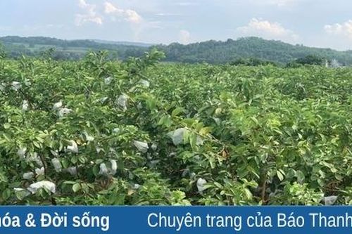 Ổi lê trên vùng đất quý hương