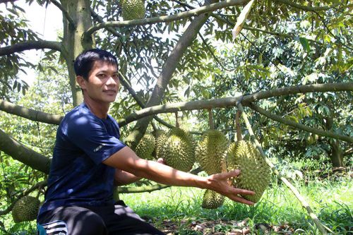 'Quả ngọt' trên vùng đất cù lao