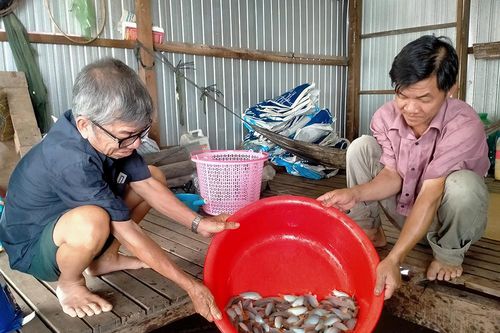 Ương dưỡng cá heo cho hiệu quả kinh tế cao