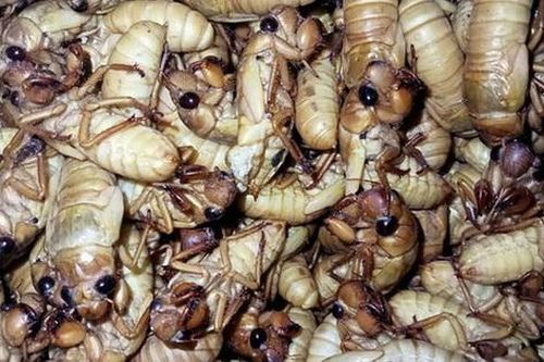 Ăn ve sầu, dễ nhiễm độc tố khó phân hủy