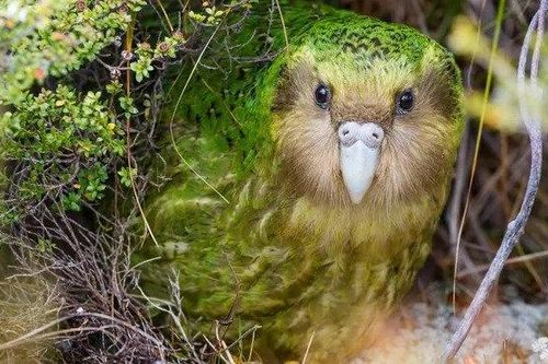 Kế hoạch 2,8 triệu USD để 'săn kẻ săn mồi' của New Zealand