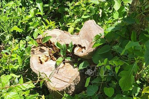 Vụ lấn chiếm đất rừng, phá rừng ở Bình Định: Làm rõ có cán bộ địa phương tham gia hay không