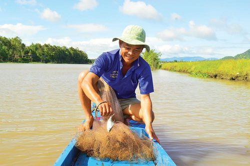 'Săn' cá trên đồng