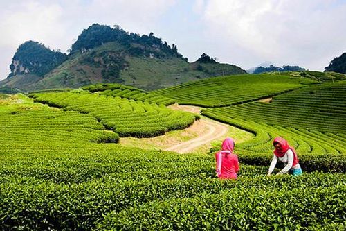 Sơn La: Lập 2 đồ án quy hoạch phân khu thuộc quy hoạch chung đô thị Mộc Châu