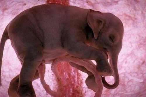 Những bức ảnh siêu âm 4D sắc nét hiếm hoi về cảnh tượng động vật khi còn ở trong bụng mẹ