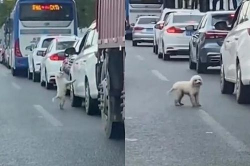 Cảnh sát Trung Quốc truy tìm người bỏ rơi chó con giữa đường