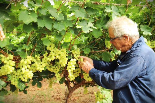 Israel giới thiệu mô hình tưới nước 4.0 cho trang trại nho