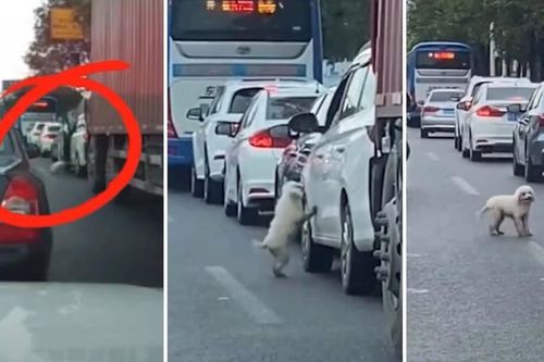 Tài xế bất ngờ thả chó từ ô tô xuống dòng xe đông nườm nượp, hành động của con vật sau đó gây xót xa