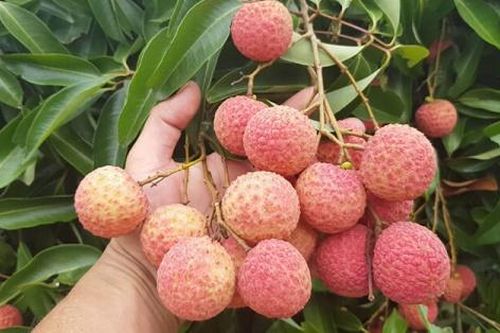 Vải thiều Hải Dương được giá nhất trong 10 năm trở lại đây