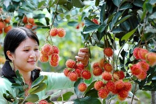 Hè này vi vu miền Tây với 'tour vườn trái cây': Cảnh đẹp nghìn like, còn được ăn ngon